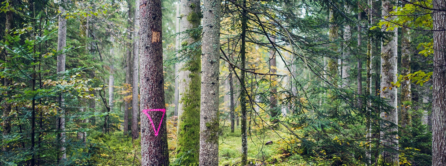 Forêts