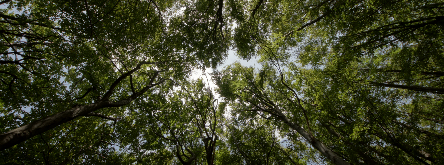 Forêts