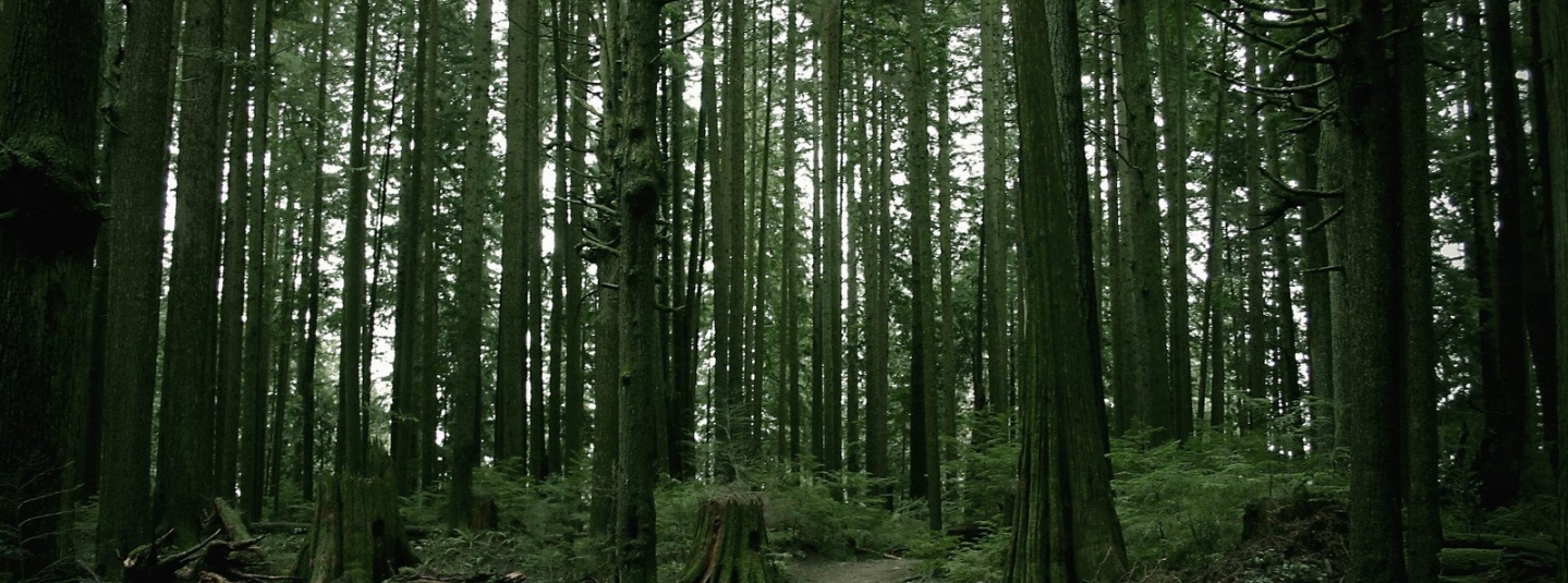 Forêts
