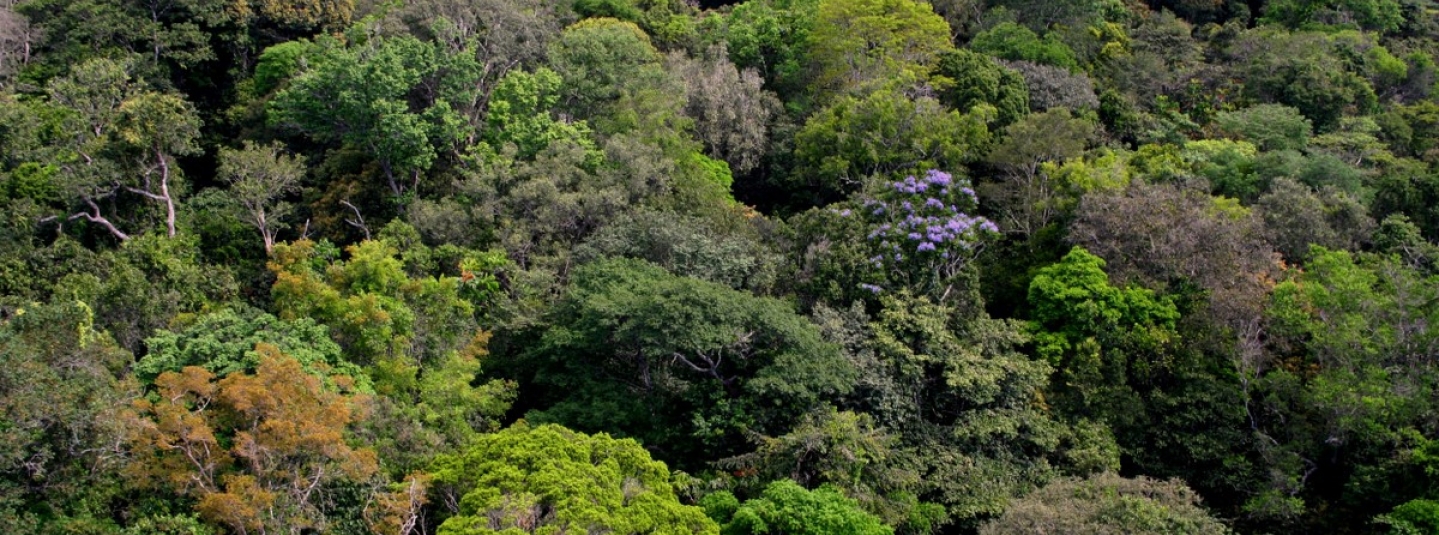 Forêts tropicales