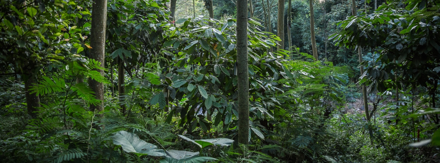 Forêts tropicales