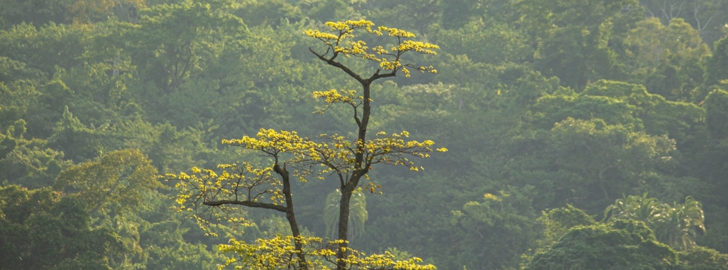2023_FSC Africa_West Bugwe, Uganda_Verified Impact in FSC Certified natural forest U (1).jpeg