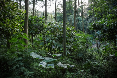 © Milan Reška – FSC GD – Indonesia