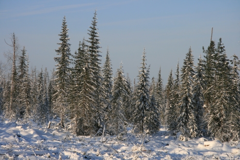 © Milan Reška – FSC GD – Russia Siberia