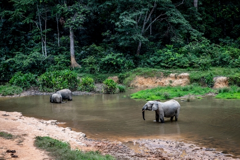 © FSC DK – GABON