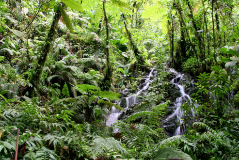 Forêts tropicales