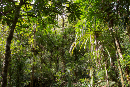 Forêts tropicales