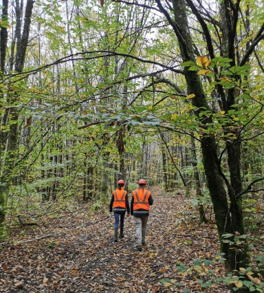 Forestières
