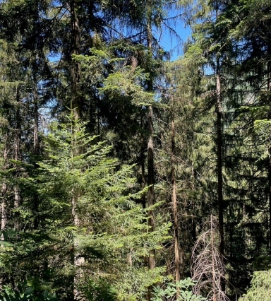 Forêt Forestry