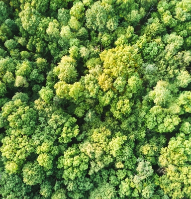 Canopée forêts