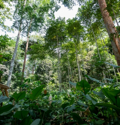 Forêts du Gabon