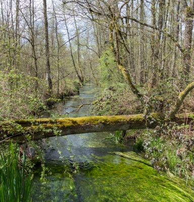 Forêt de Dambach