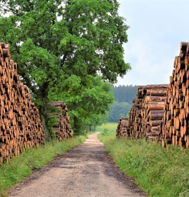 Rondins de bois