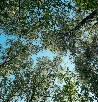 Canopée forêts