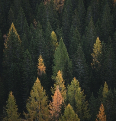 Forêts de sapins