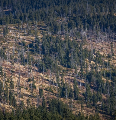 Forêts françaises