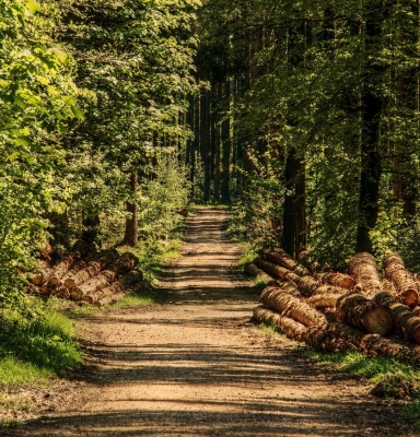 Forêts et rondins de bois