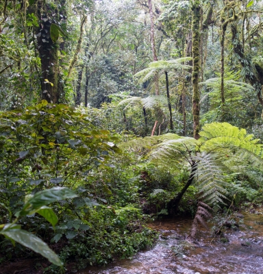 Forêts 