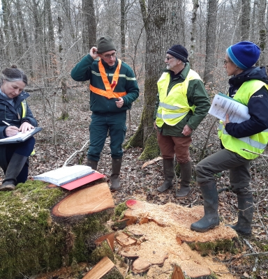 Audits en forêt