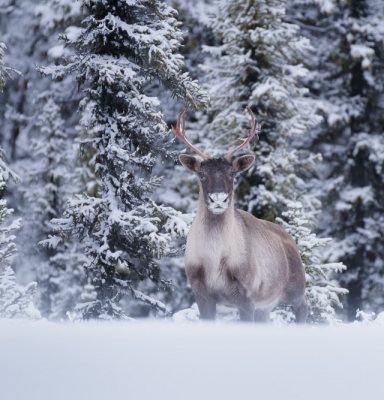 Caribou