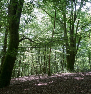 Forêts françaises