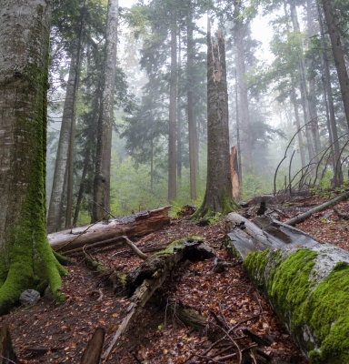 Forêts FSC