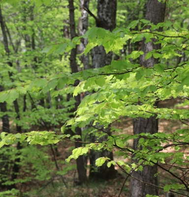 Forêt FSC
