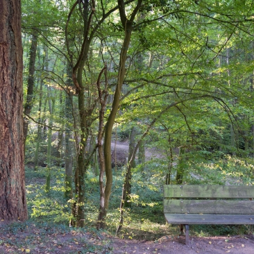 Forêt française