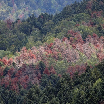 Forêt impactée par le changement climatique
