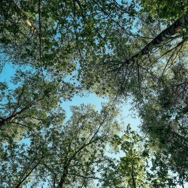 Canopée forêts