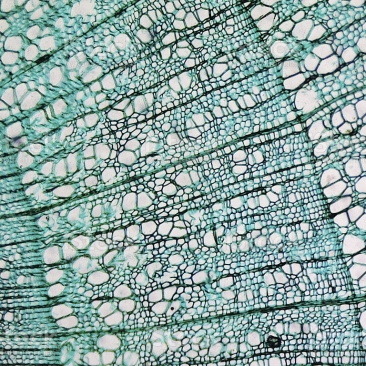 Fibres de bois au microscope
