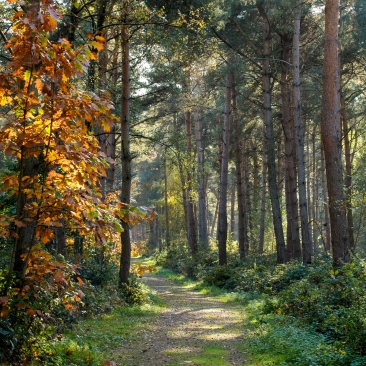 Forêts