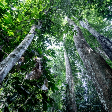 Forêts tropicales