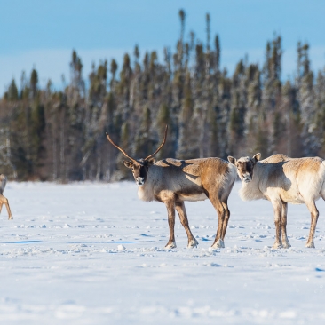 Caribous