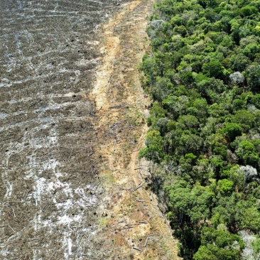 Déforestation