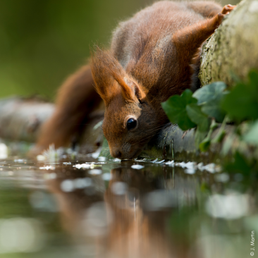 Faune sauvage