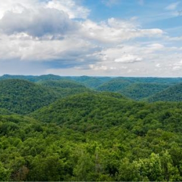 Forêts