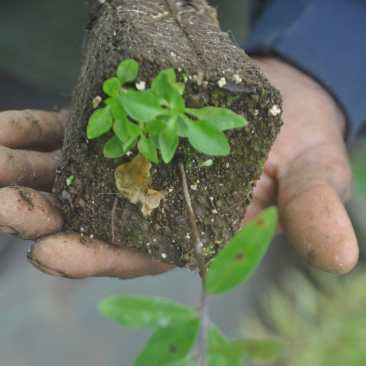 Plantation Santal