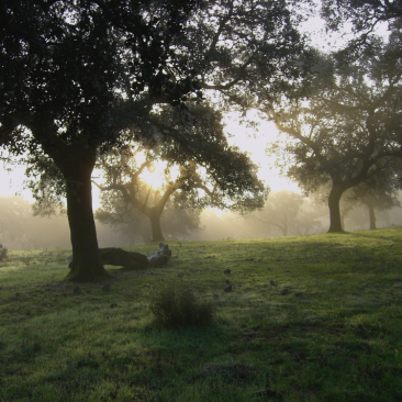 Forêts liège