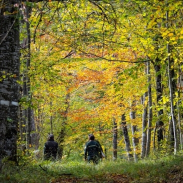 Forêt Irrégulière École