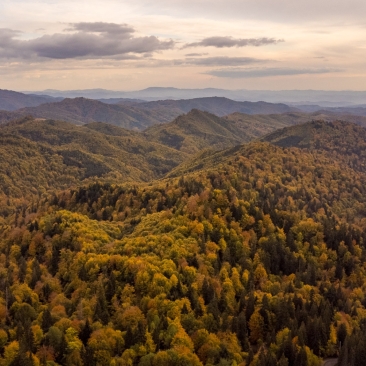 Forêts