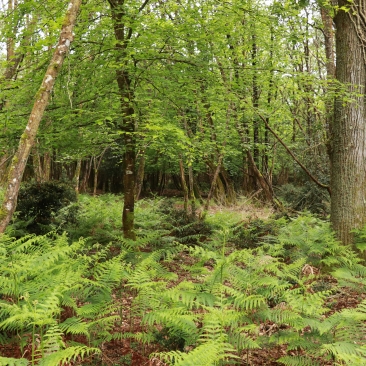 Forêt de Lanouée, gérée par la Société Forestière