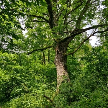 FSC Poland