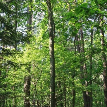 FSC Poland