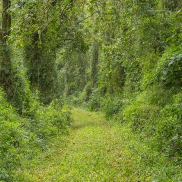 forêt