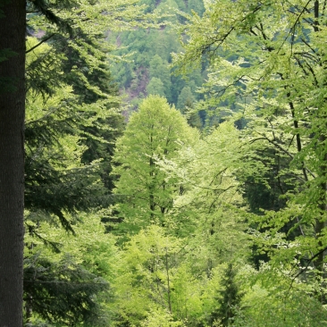 European forest European forest