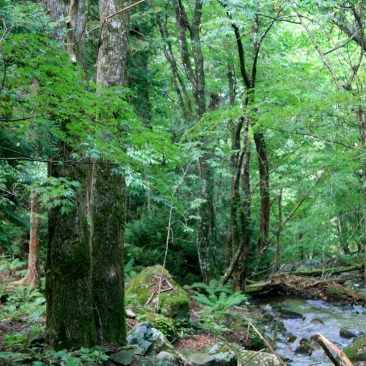 European forest European forest